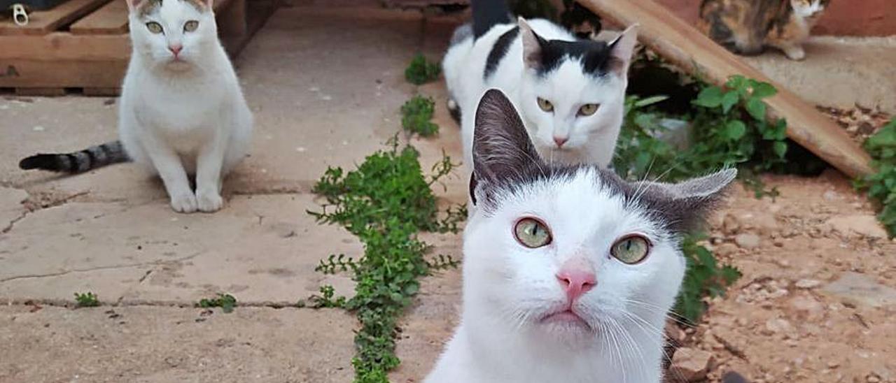 Algunos de los felinos de la colonia. | L-EMV