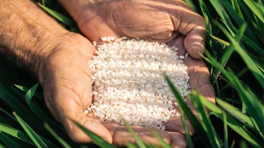 Dacsa, principal productor de arroz con Denominación de Origen Valencia.