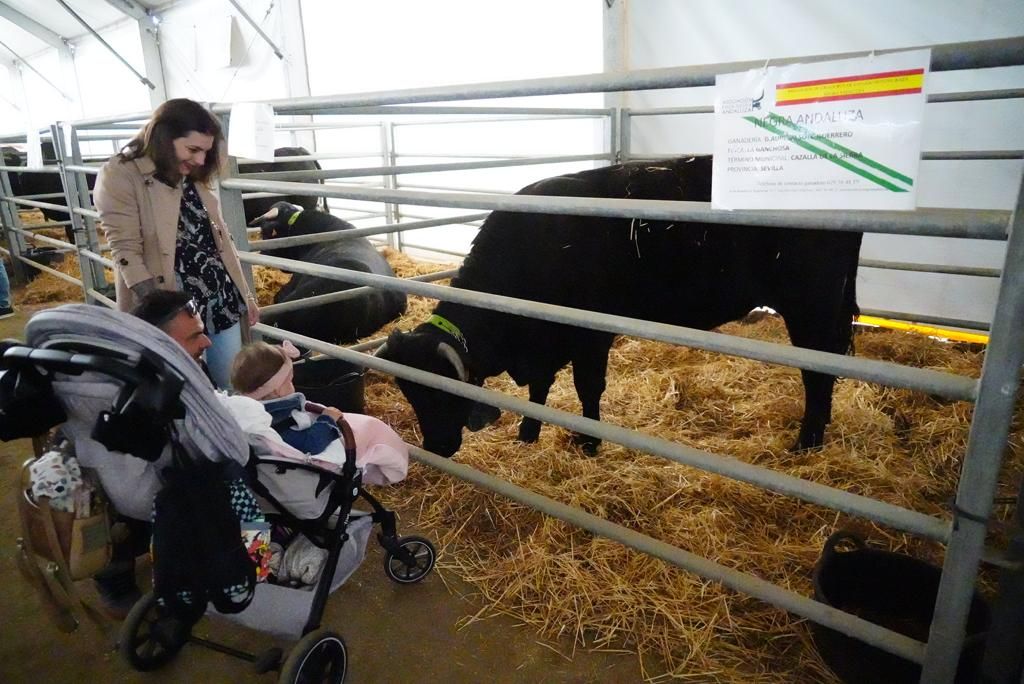 La Feria Agroganadera de Los Pedoches, en imágenes