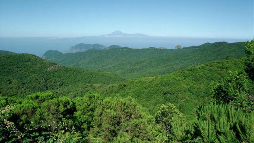 Parque Nacional de Garajonay.