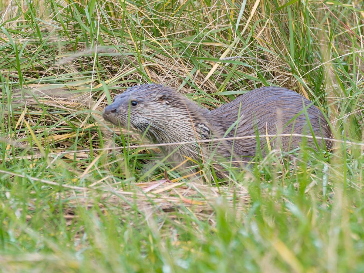Las excepcionales imágenes tomadas por Amador Nogueiro en el estuario maliayés