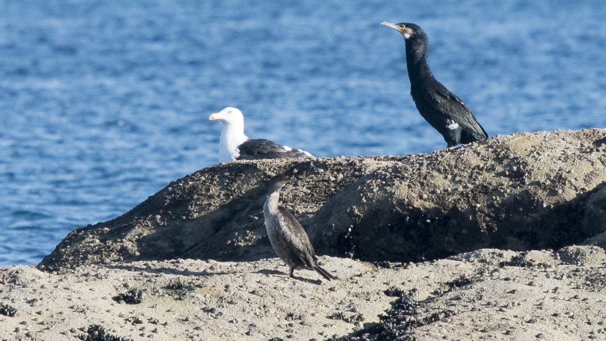 Cormoranes y gaviotas, en O Grove.