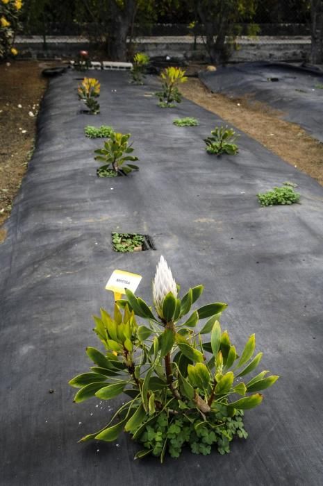 Plantación de proteas