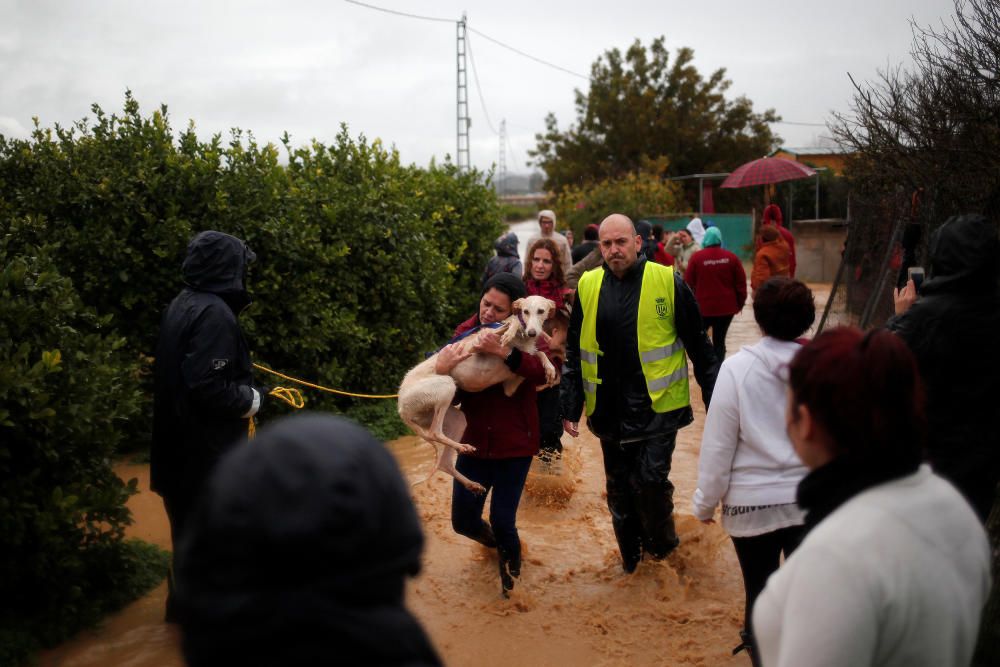 A volunteer carries a greyhound after it was ...