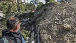 El Ayuntamiento de Elche tala pinos bajo el mercado por riesgo de desplome