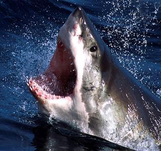 Un tiburón ataca y mata a un hombre en turística bahía de Australia