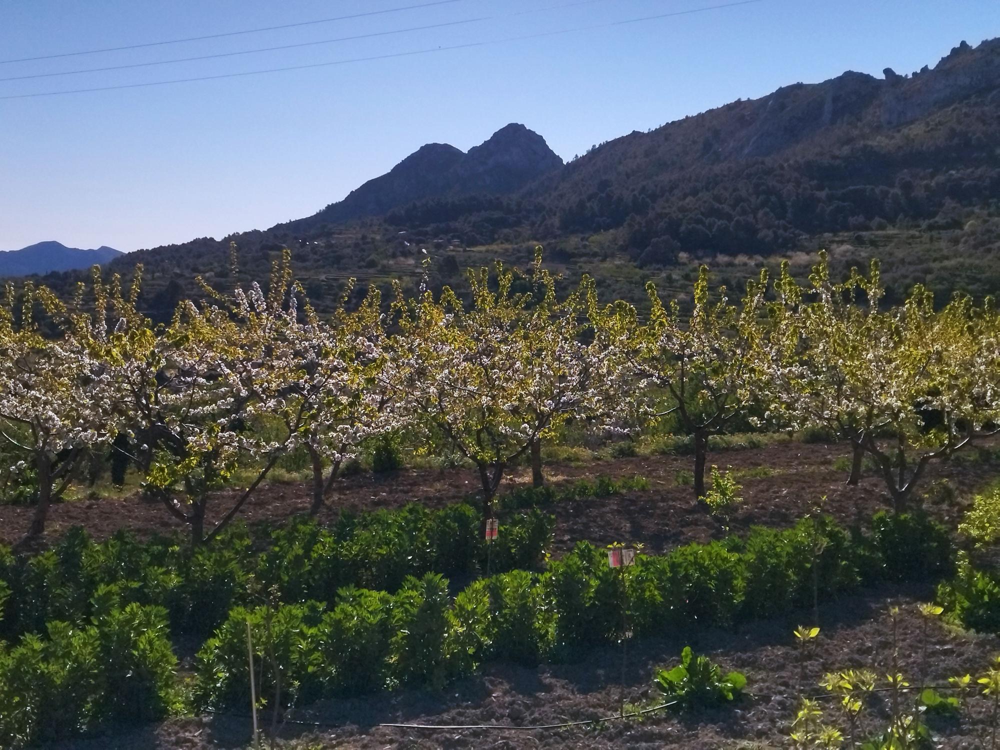 El "Hanami" valenciano: ya florecen los cerezos en la Vall de Laguar