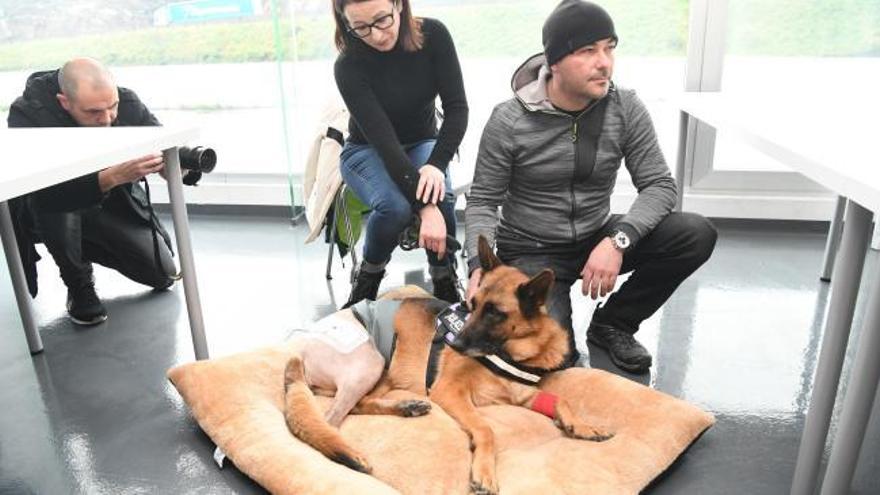 Una clínica coruñesa implanta por primera vez una prótesis biónica de cadera a un perro