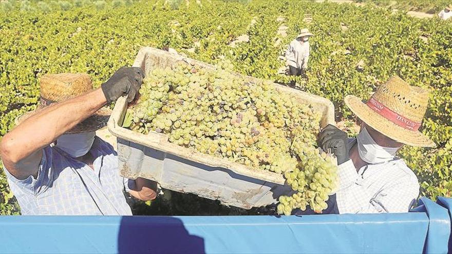 Asaja-Córdoba sitúa en el 10% la merma de cosecha respecto a la vendimia 2019