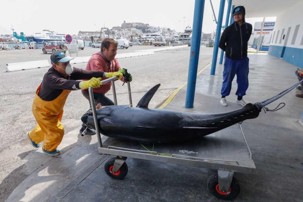 Un ibicenco captura un atún rojo de más de cien kilos