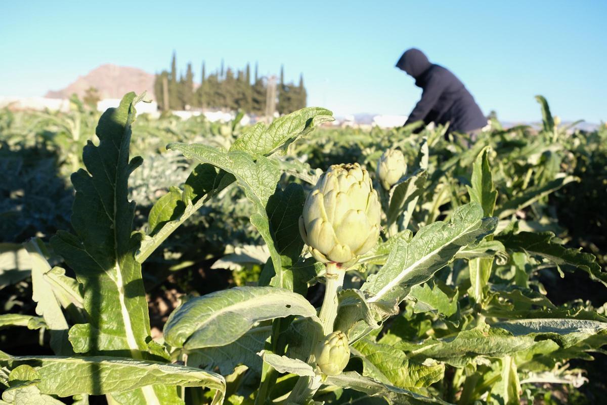 La alcachofa, junto al limón y la naranja, es uno de los principales cultivos de la agricultura de la Vega Baja