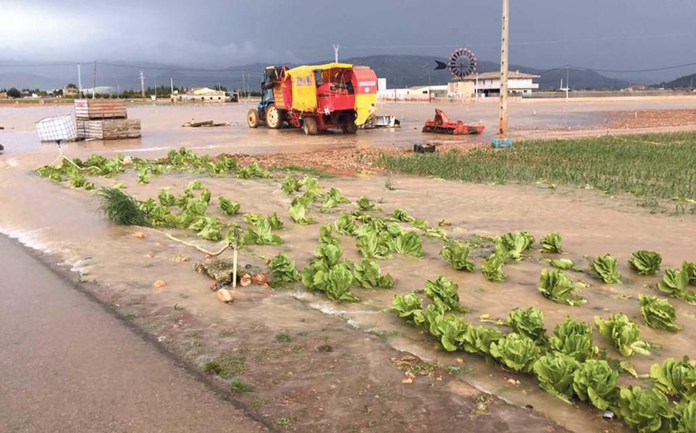 El temporal arrasa las cosechas