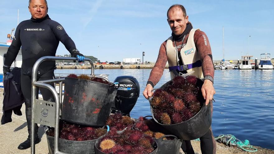 El erizo regresa con buenos precios y la flota refuerza las medidas de conservación