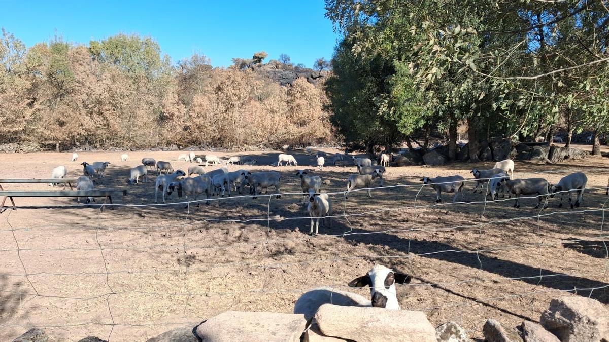 Ovejas en una pradera de Fornillos de Fermoselle