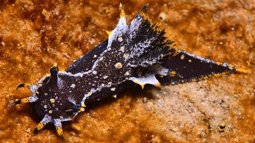 Detecten a Empuriabrava, per segon cop a Catalunya, un nudibranqui del Pacífic en un cens dels canals carregat de sorpreses