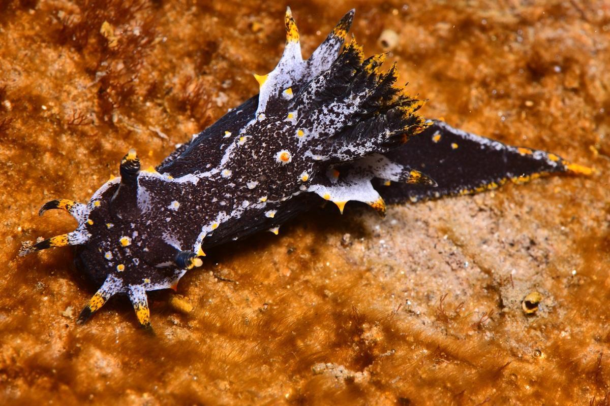 El nudibranqui del Pacífic 'Polycera hedgpethi', una espècie rara a Catalunya
