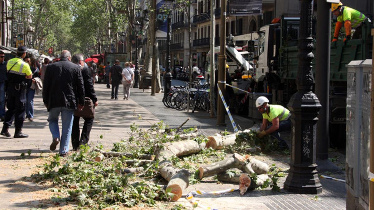 Ramas caídas en la Rambla de Barcelona.