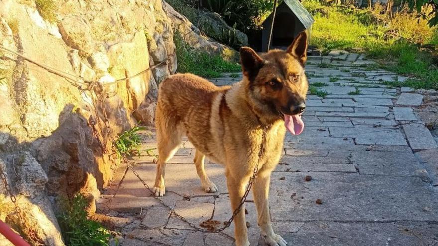 Buscan hogar en Cangas para un perro cuya dueña no puede cuidar