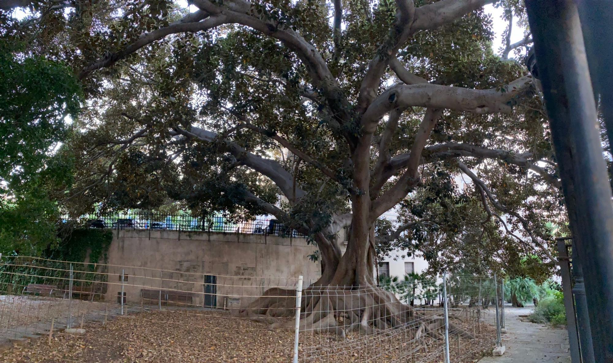 Cae una rama del emblemático ficus de la Misericòrdia