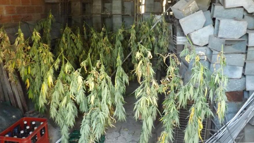 Plantes de marihuana assecant-se en un cobert