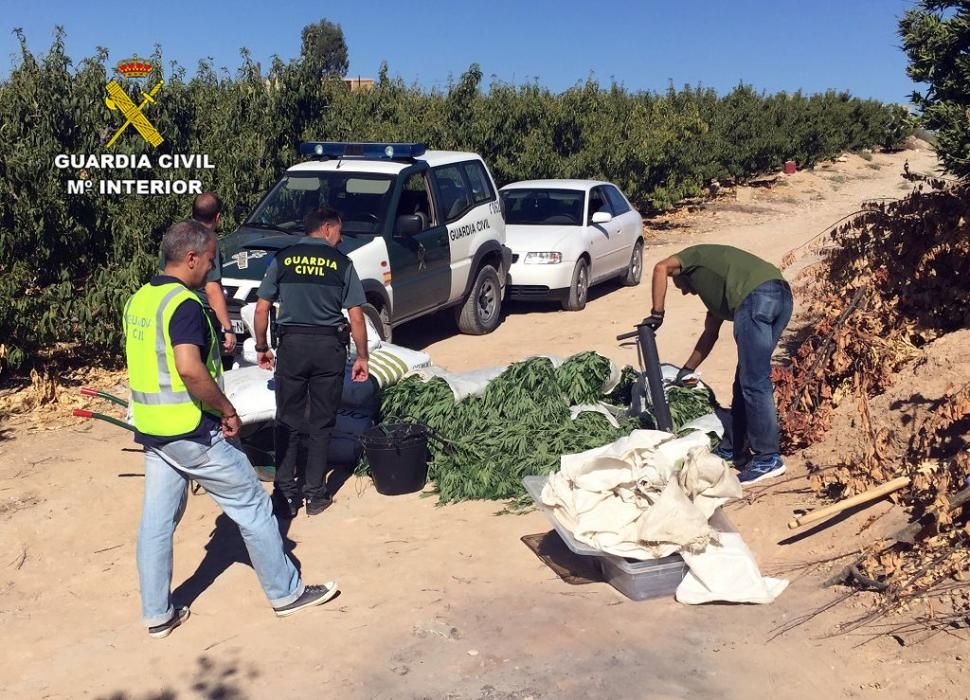 La Guardia Civil desmantela una plantación con más de 2.000 plantas de marihuana en Ulea