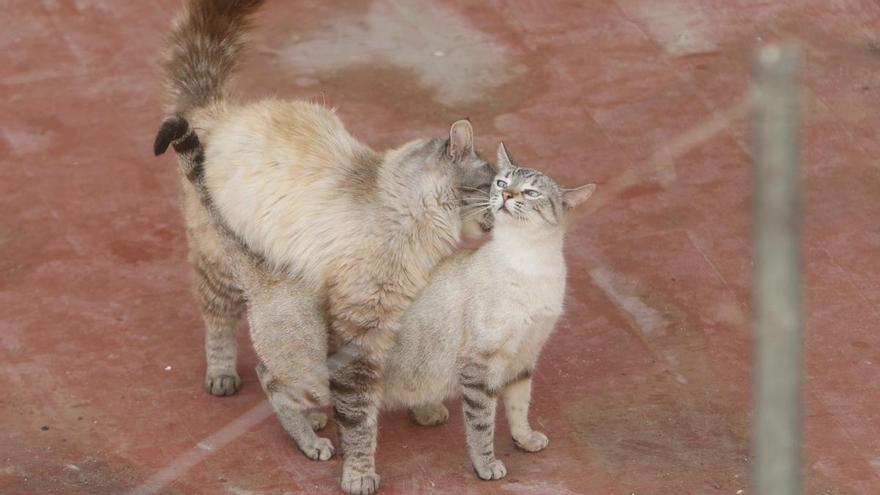 Petrer organiza un taller para gestores de colonias felinas