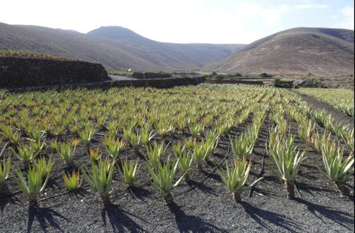 Lanzaloe se ha consolidado como un referente del archipiélago en el cultivo del aloe vera y en la elaboración de cosmética y complementos alimenticios a partir de esta planta