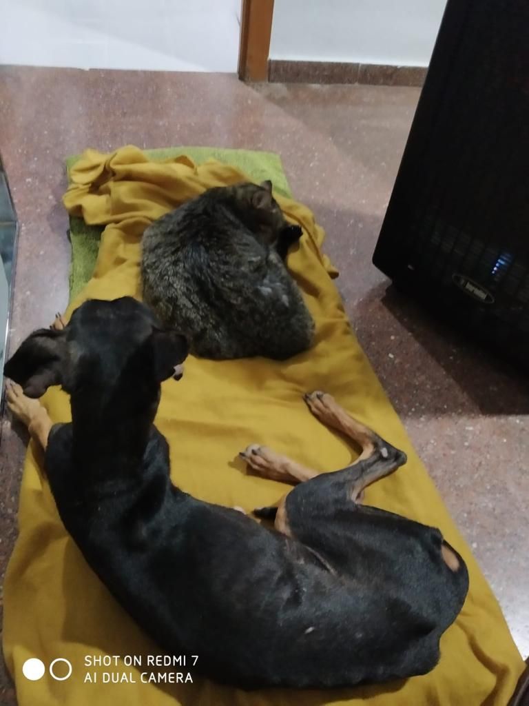 Todos los perros hacinados en el criadero ilegal de Xàtiva están en casas temporales de acogida