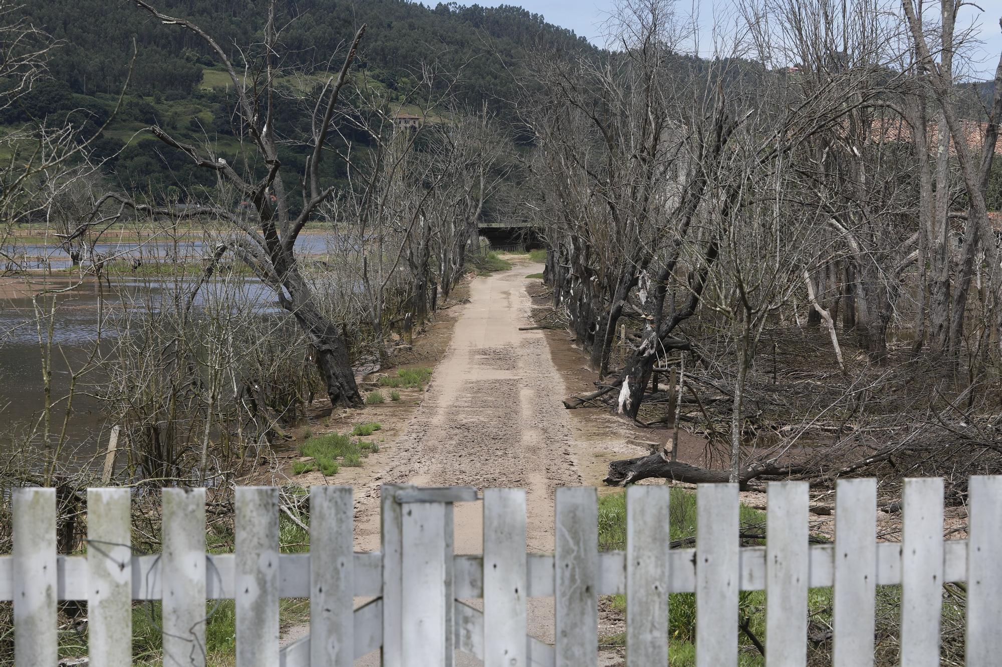 La ría de Villaviciosa se malbarata: la ruina de un entorno privilegiado asturiano