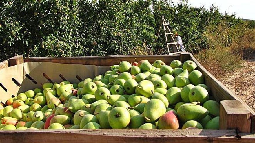 Un millón de kilos de peras procedentes de Jumilla sin excelencia