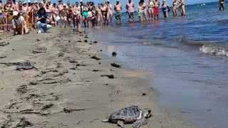 El feliz descubrimiento del mar en Dénia: sueltan quince tortugas nacidas en esta playa hace un año