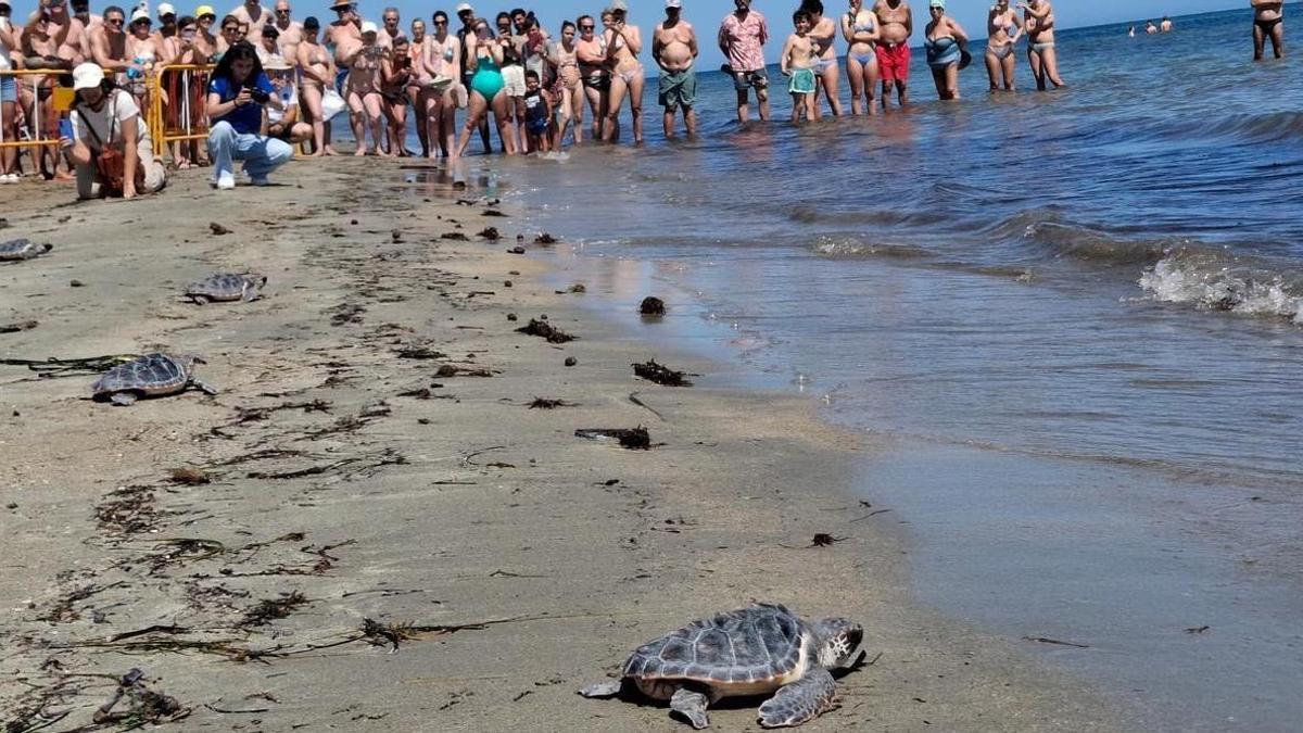 El feliz descubrimiento del mar en Dénia: sueltan quince tortugas nacidas en esta playa hace un año