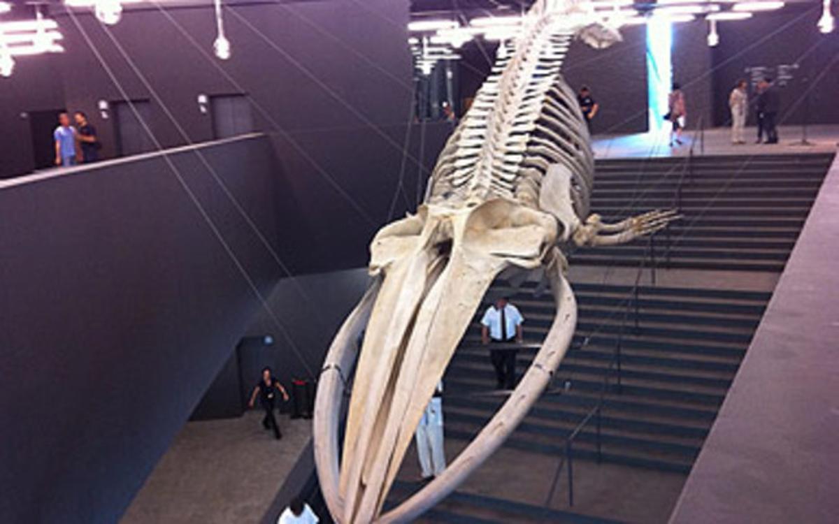 El gran esquelet del rorqual, a l’escalinata principal del Museu de Ciències Naturals de Barcelona. El gran esquelet del rorqual, a l’escalinata principal del Museu de Ciències Naturals de Barcelona.