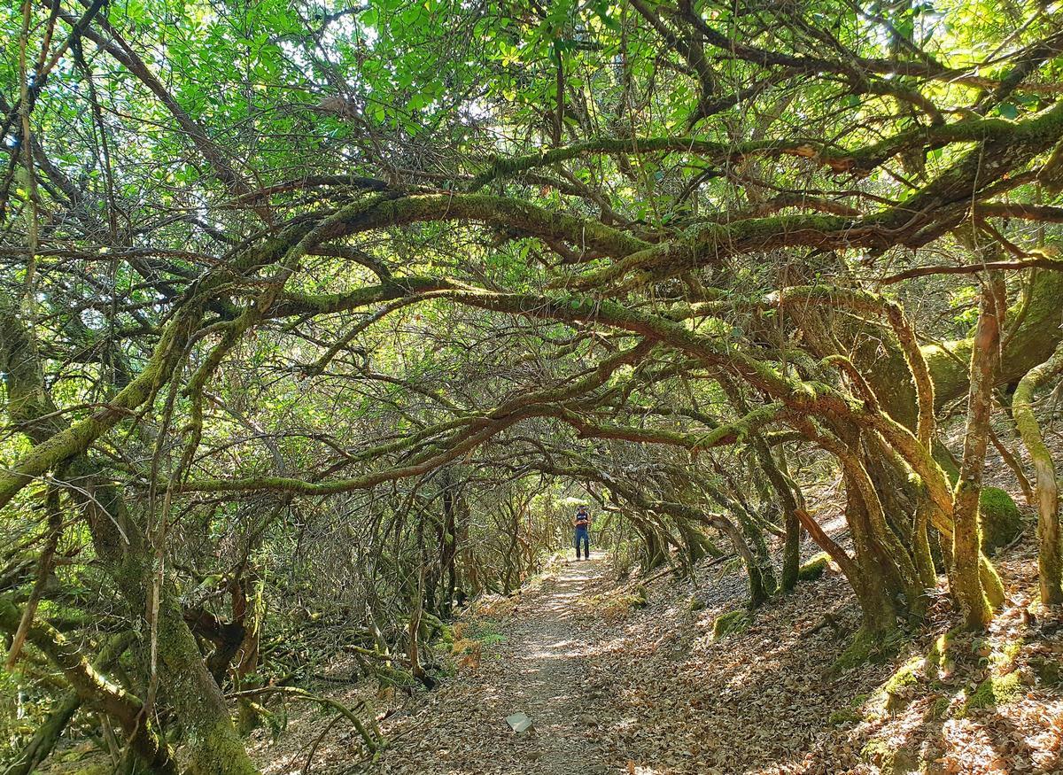 Lugo. Ruta por los bosques de árboles junto al río Ancares