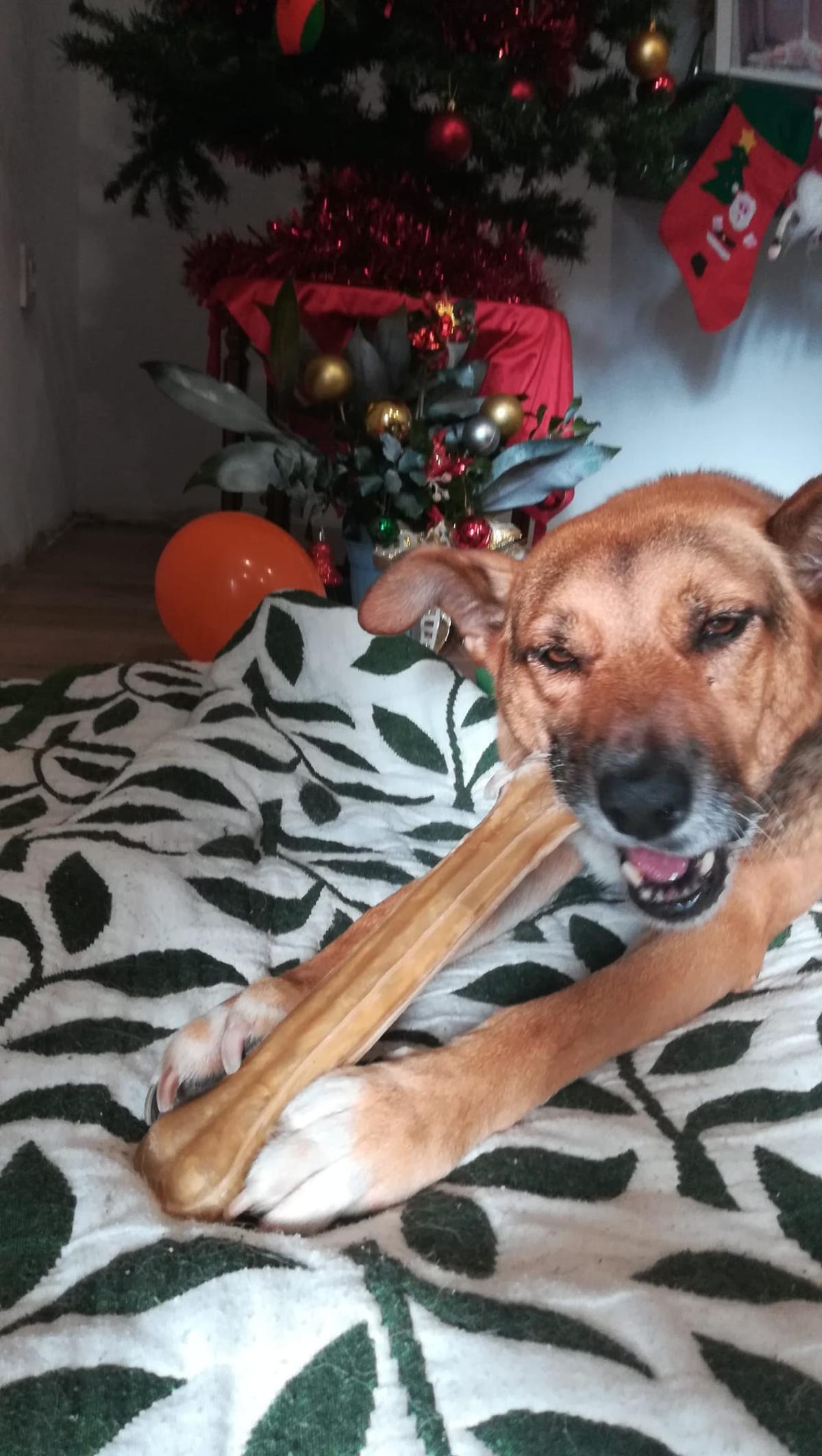 Con el hueso, regalo de Papá Noel