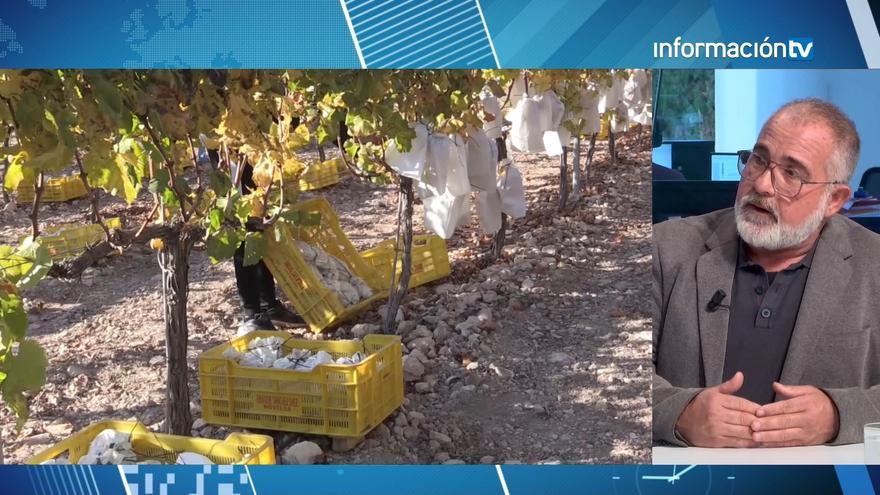 La Uva de Mesa Embolsada del Vinalopó encara la recta final de la campaña con incertidumbre por los mercados