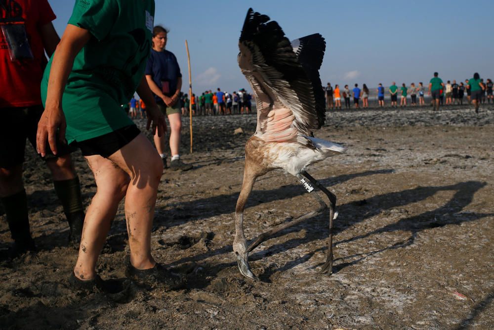 A volunteer releases a flamingo chick after it ...