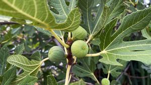 Cuándo y cómo podar una higuera para que mantenga una buena forma y de más frutos