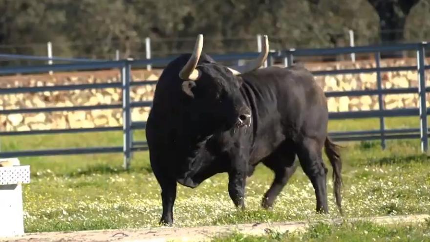 Vídeo: Los imponentes toros que se exhiben este sábado en la Vall d’Uixó