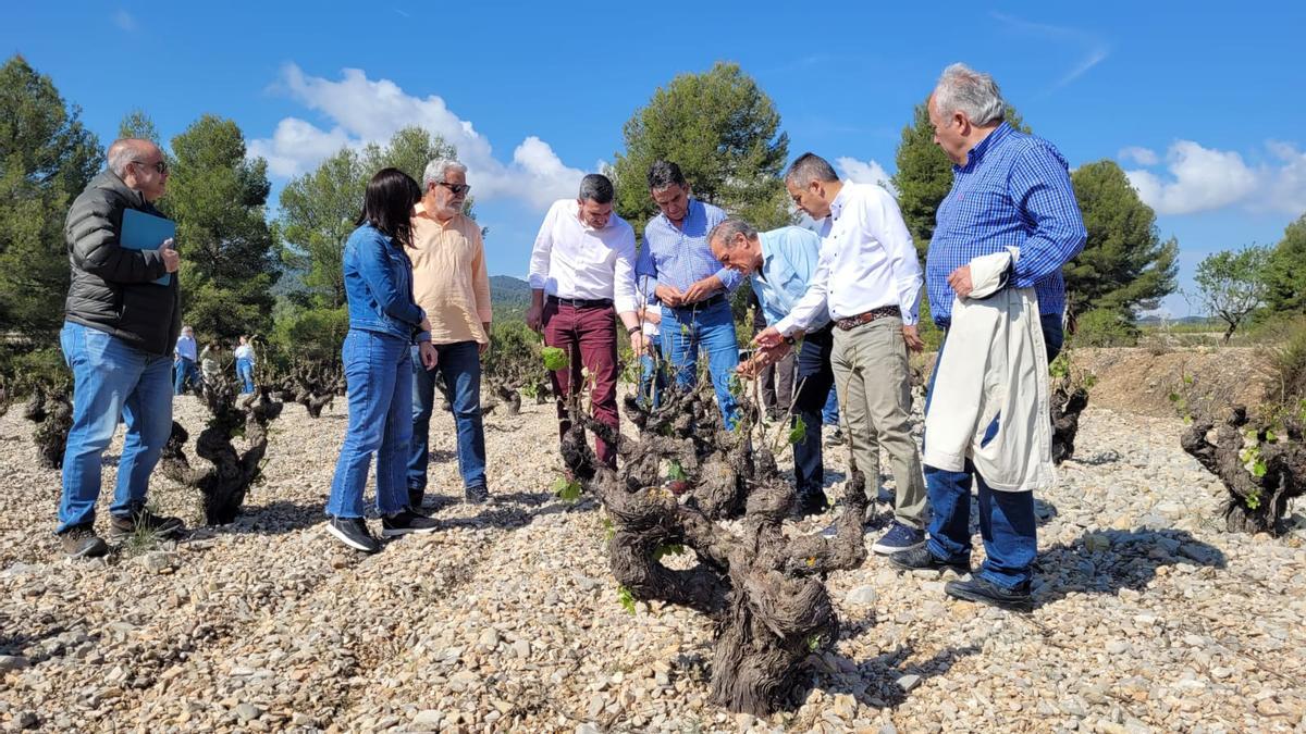 El consejero de Agricultura en funciones, Antonio Luengo, durante su visita a campos de viñedos de Bullas.