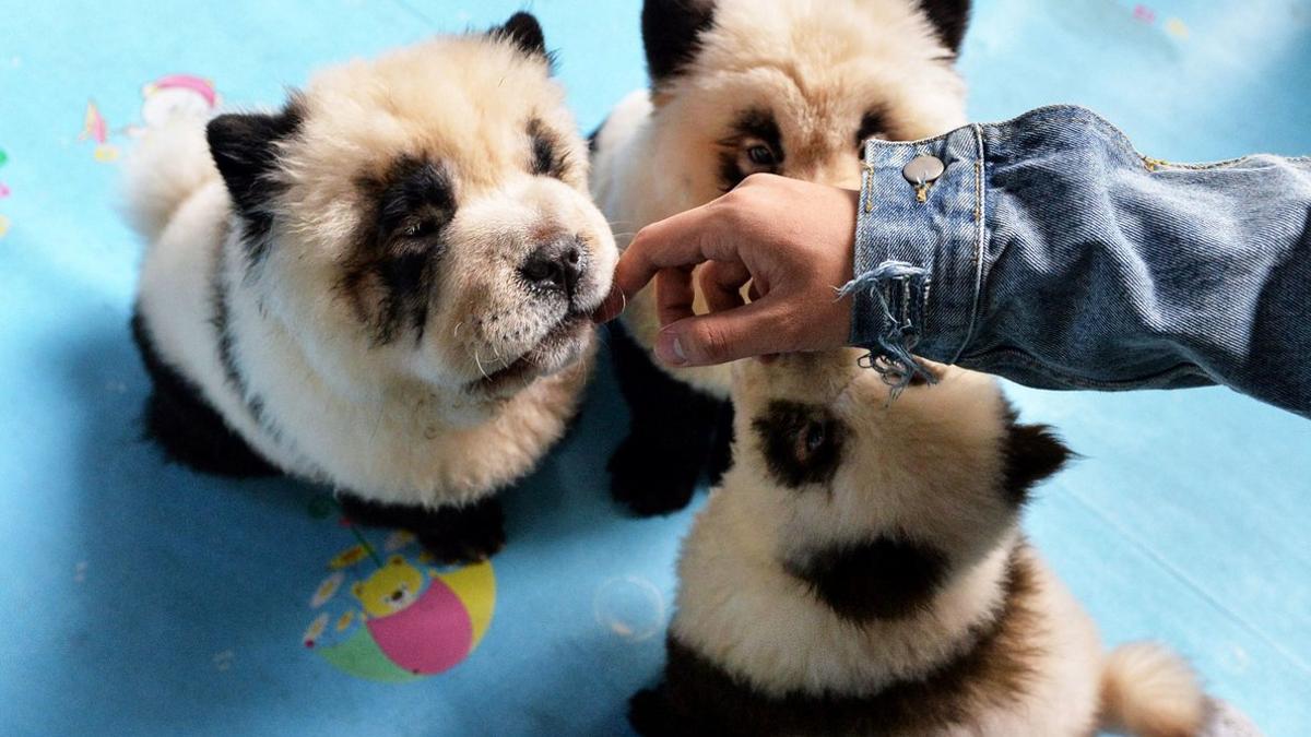 Famosos cachorros de oso panda