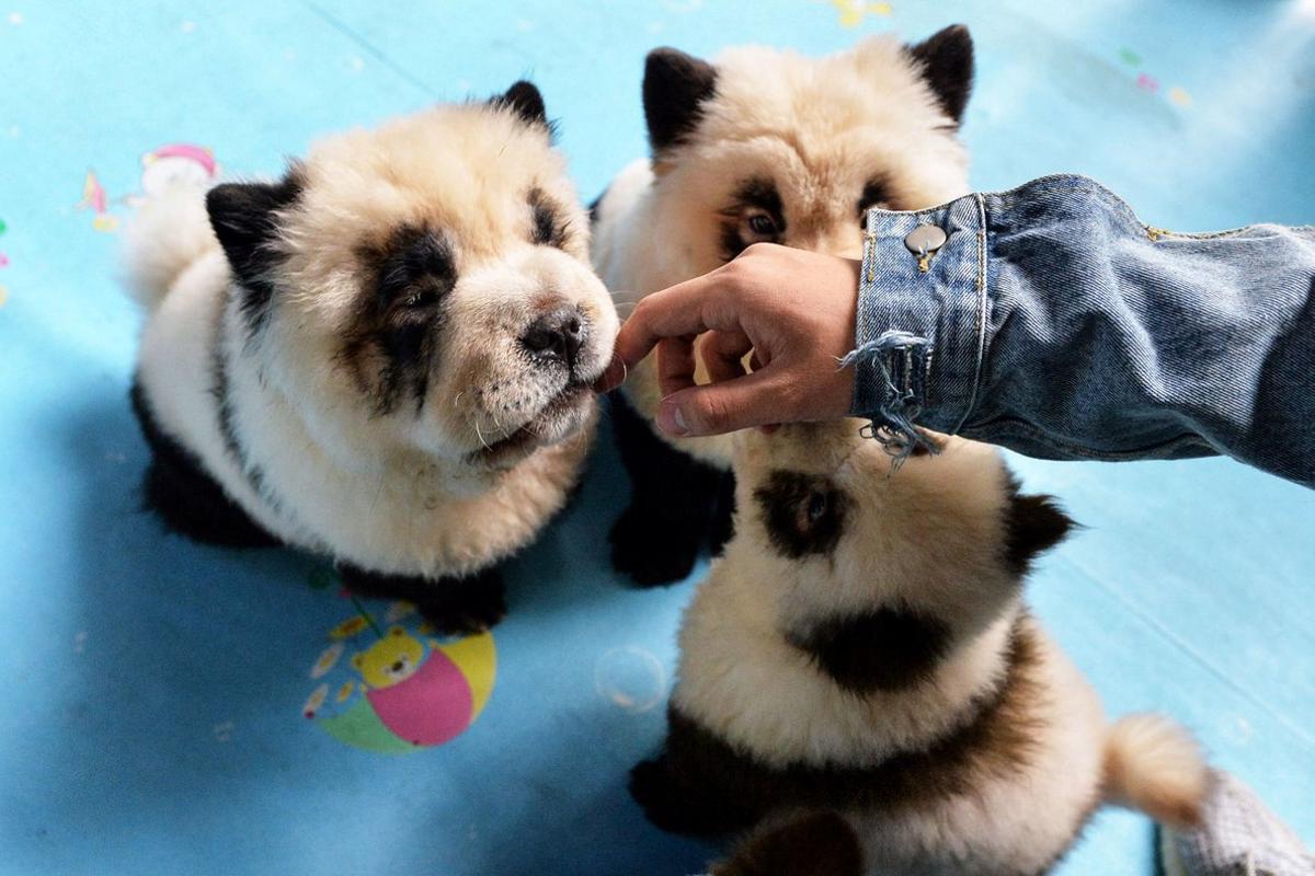 Polémica en China por unos cachorros teñidos para parecer pandas