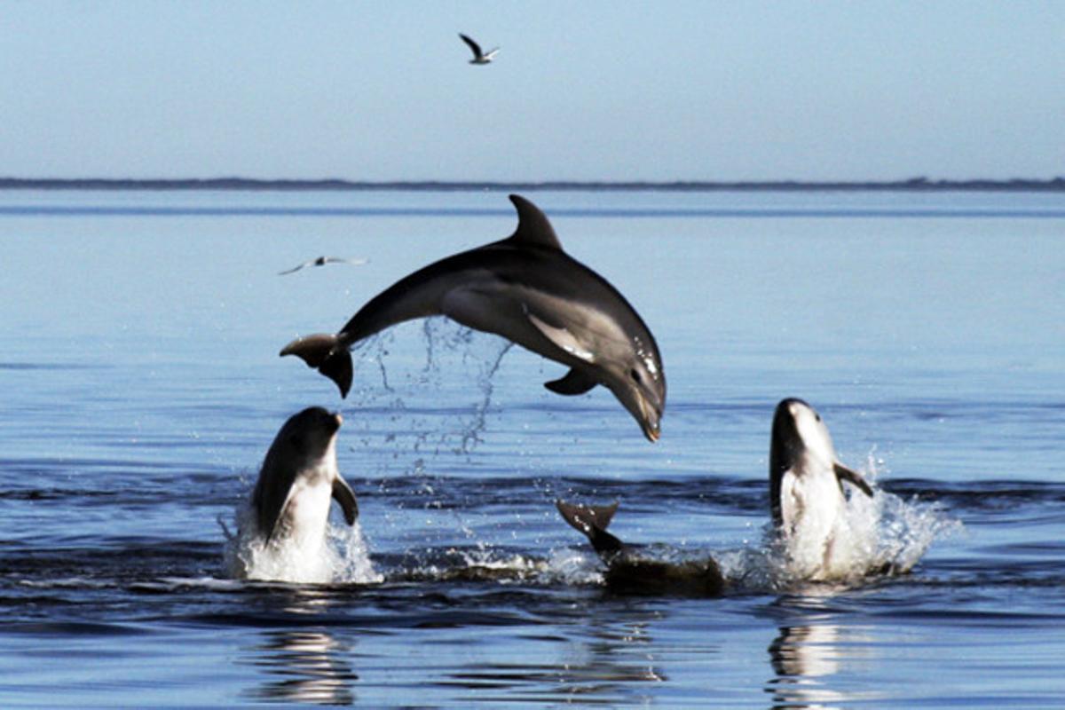 Diversos dofins de la nova espècie ’Tursiops Australis’, a la badia Phillip d’Austràlia.
