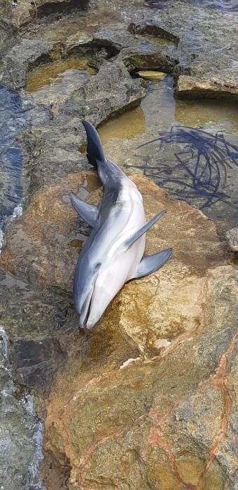 Se desconocen las causas del fallecimiento del cetáceo, que fue avistado ya moribundo por un bañista