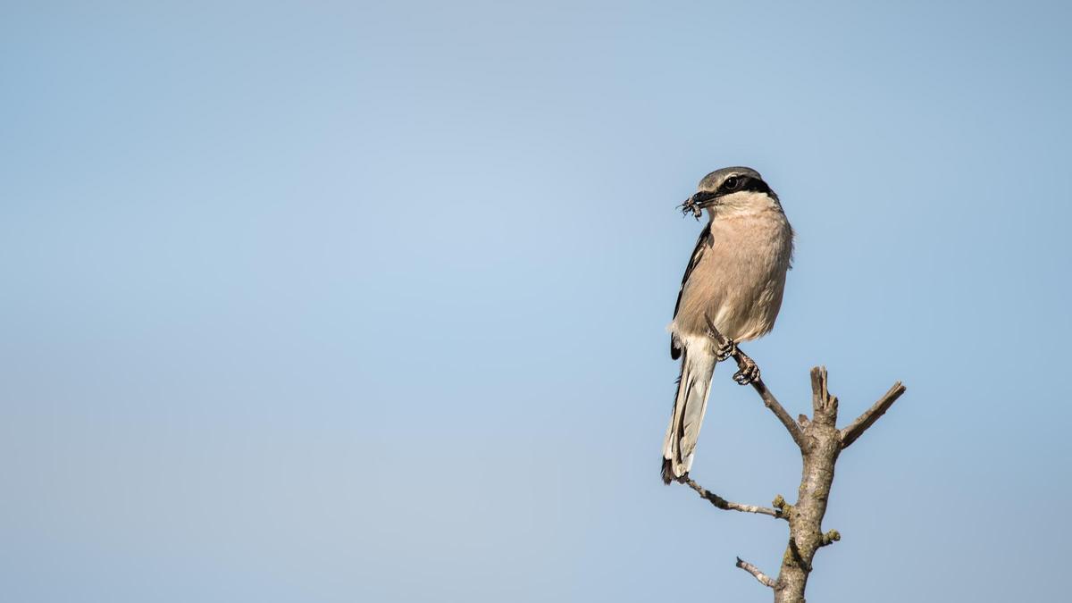 Ejemplar de 'Lanius meridionalis'