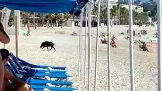Un jabalí sale del agua y muerde a una mujer en una playa de Alicante