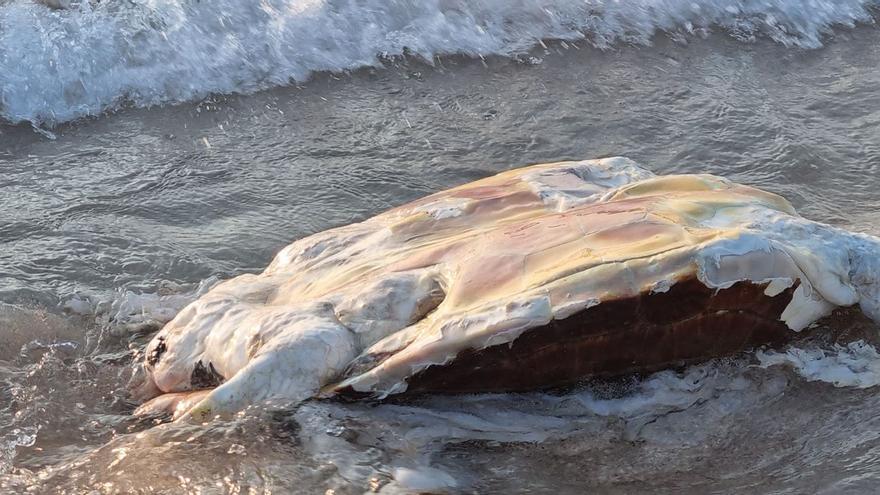 Tote Schildkröte am Badestrand Cala Agulla bei Cala Ratjada auf Mallorca angespült