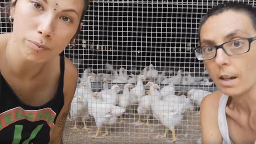 Gallos violadores y gallinas &quot;comehuevos&quot;: el vídeo de dos veganas que ha revolucionado la red