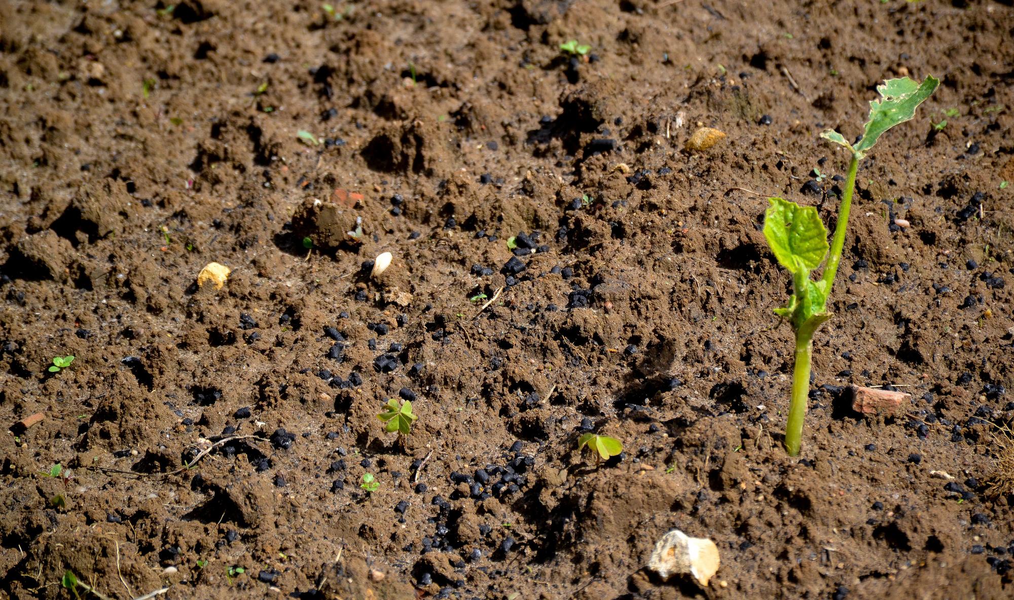 La única planta de calabraza que sobrevivió al granizo, tras desaparecer por completo todas las demás.