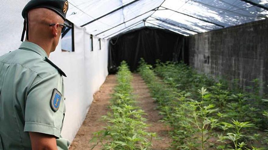 La Guardia Civil intervino 835 plantas de marihuana este verano